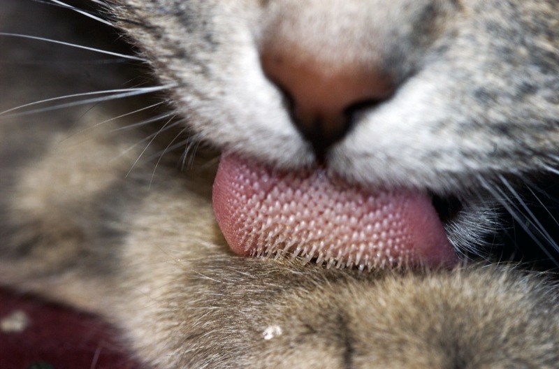 a cats nose compared to dog noses